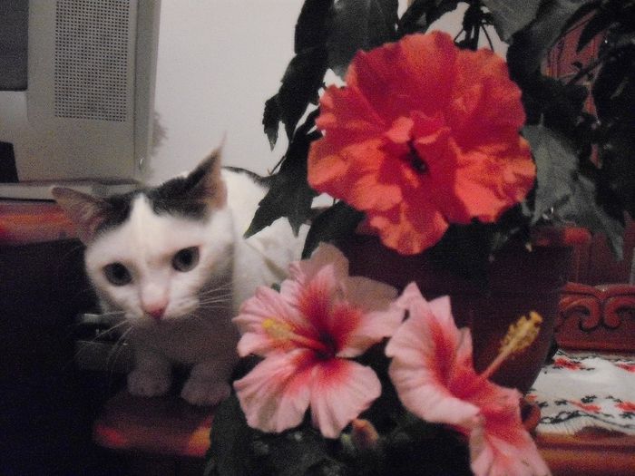 DSCF1674 - FELIX