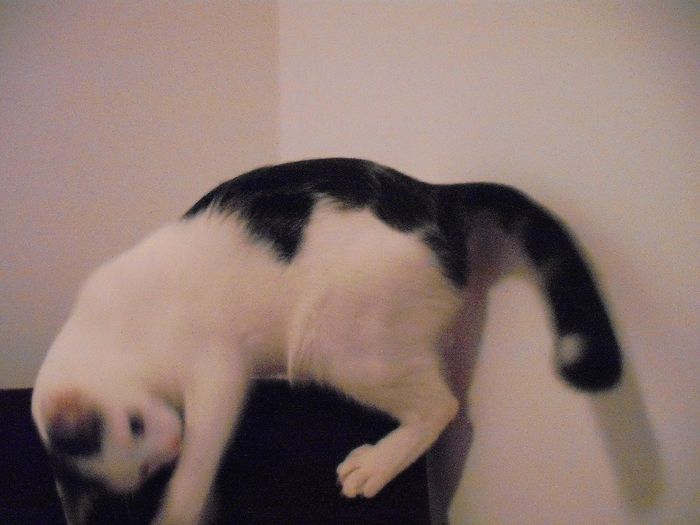 DSCF1400 - FELIX