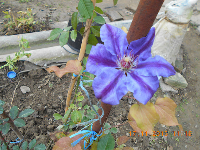 nov2013 ultima floare  de  clematita