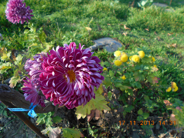 crizantema mov - flori la 18 nov