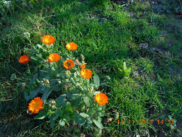 galbenele - flori la 18 nov