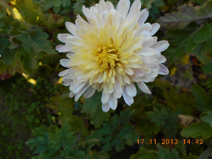 alba cu mijloc galben - flori la 18 nov