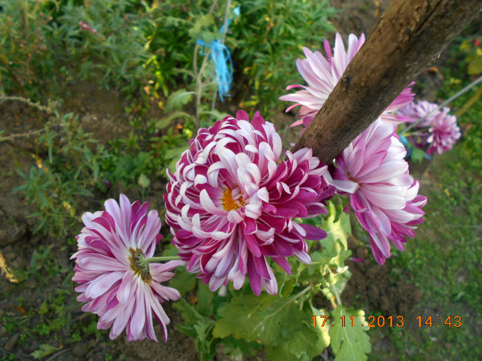 crizanteme - flori la 18 nov