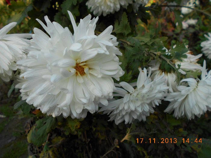 crizantema  alba - flori la 18 nov