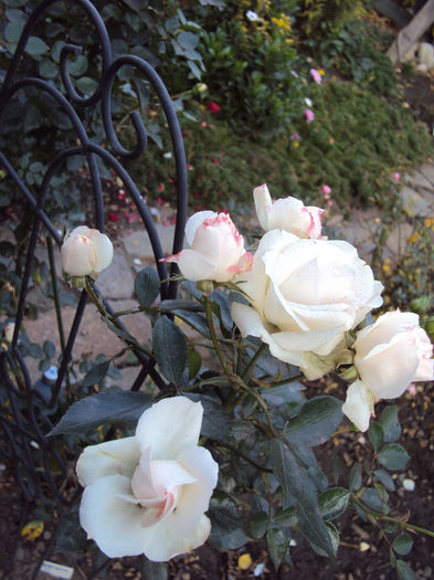 DSC01631 - Aspirin Rose