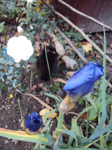 iris cu pisic negru