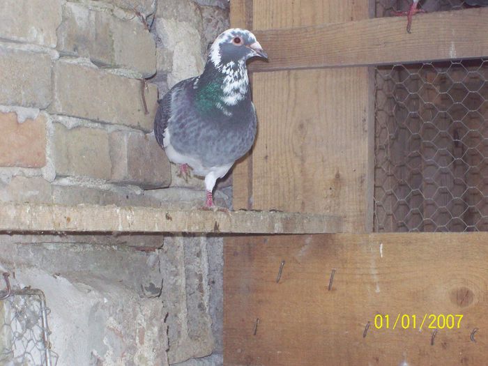 FIU GEANA ROSIE ORIG BURCA IONUT