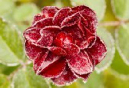 11596552-bevroren-rode-roos-met-groene-bladeren-als-achtergrond-rozenblaadjes-in-kleine-ijskristalle - TRANDAFIRI INGHETZATZI-CE FRUMOS