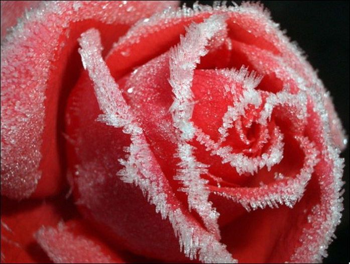 poze cu trandafiri iarna - TRANDAFIRI INGHETZATZI-CE FRUMOS