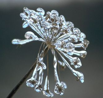 ice-flower - FLORI INGHETZATE-CE FRUMOS
