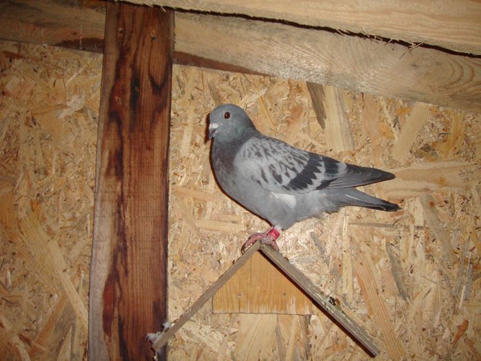 ORIG BURCA IONUT NEPOT STRONG SI FIU DIN SENA SORA STRONG