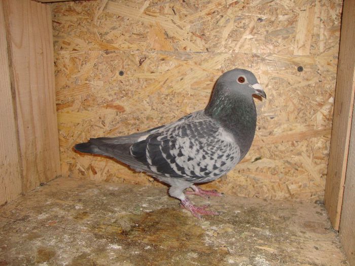 POLISA ORIG BURCA IONUT 24 CLASARI DE LA 100 LA 900 SORA CU ANDREAS 52 CLASARI