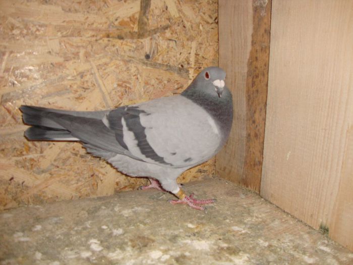 BIANCA ORIG BURCA IONUT NORMA PUI