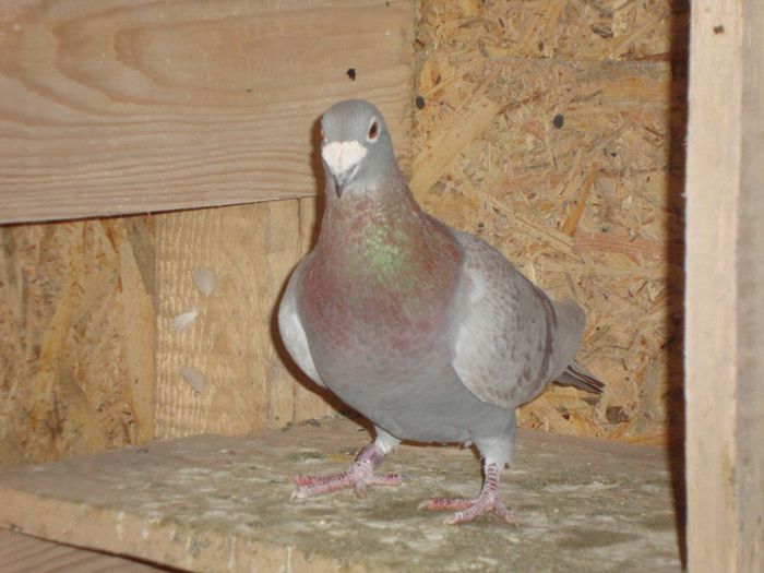 ORIG LUCHIAN MARCHIS