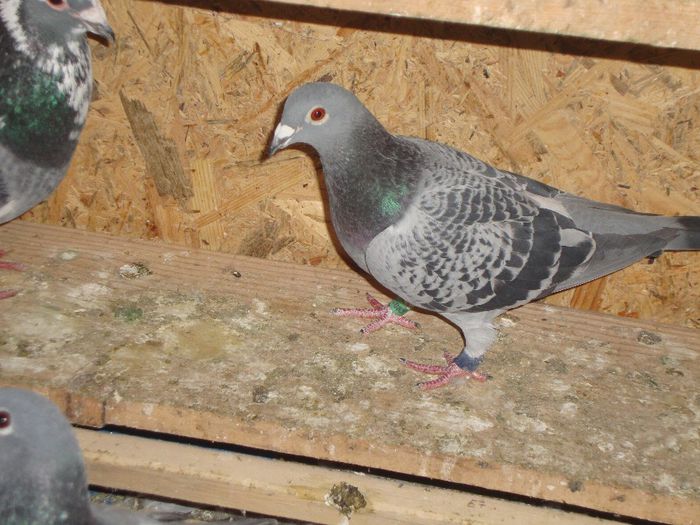 NEPOATA MOLDOVEAN ZBURATA DE 2 ORIPINA LA MICULOV 560 KM