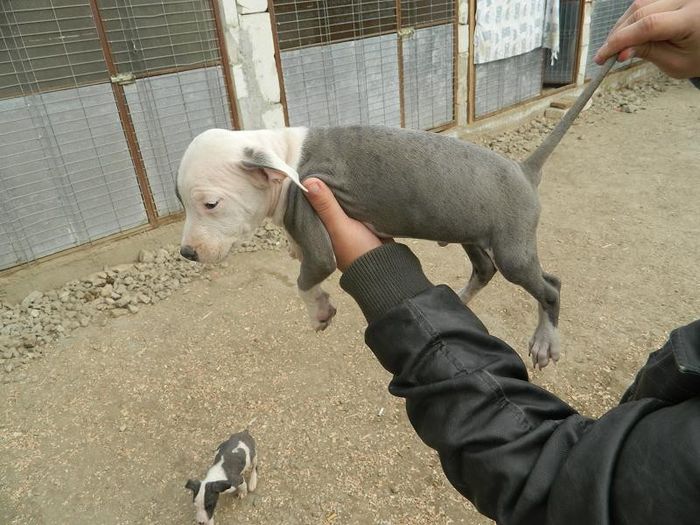 DSCN1617 - 002 CATEI AMSTAFF DE VANZARE