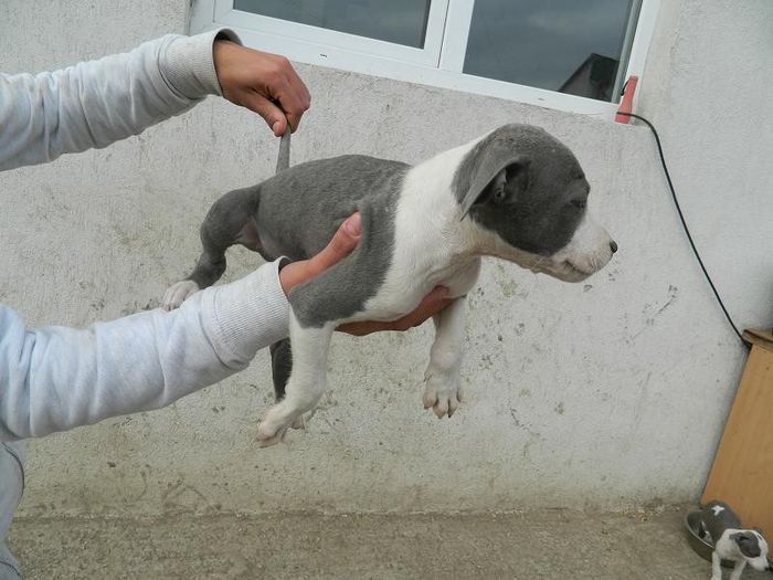 DSCN1621 - 002 CATEI AMSTAFF DE VANZARE