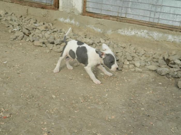 DSCN1642 - 002 CATEI AMSTAFF DE VANZARE