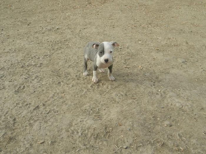 DSCN1645 - 002 CATEI AMSTAFF DE VANZARE