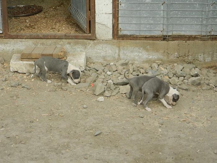 DSCN1657 - 002 CATEI AMSTAFF DE VANZARE