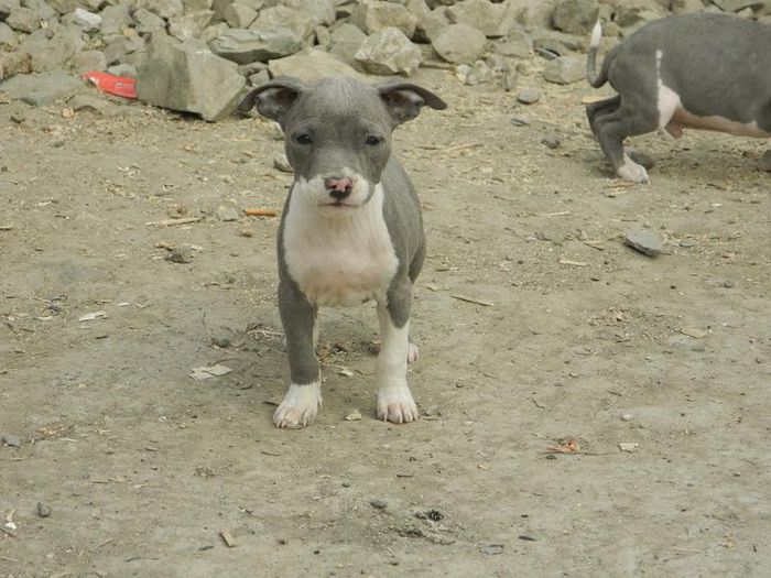 DSCN1659 - 002 CATEI AMSTAFF DE VANZARE