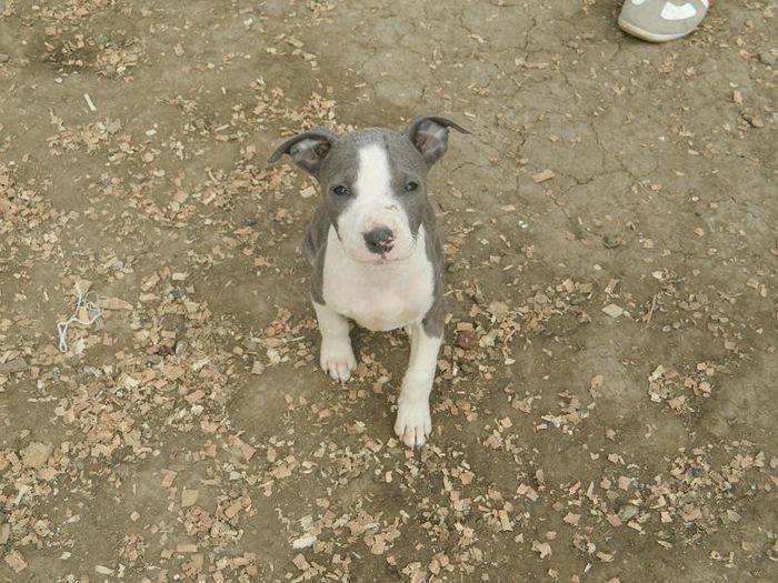 DSCN1676 - 002 CATEI AMSTAFF DE VANZARE