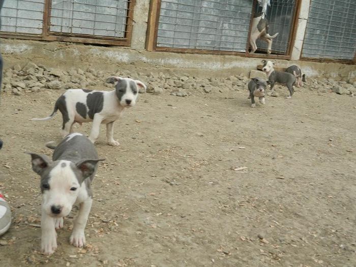 DSCN1679 - 002 CATEI AMSTAFF DE VANZARE