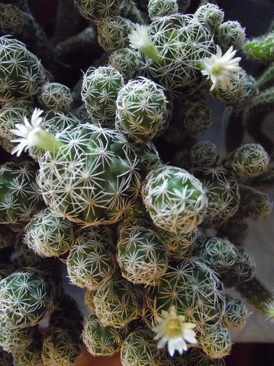 mammillaria gracilis 03 - Cactusi si suculente