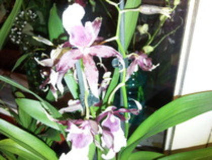 21473364_ZUXQMBHUQ - zyghopetalum