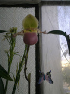 39668483_LZHOHQZVG - Paphiopedilum