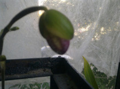 39668529_CUDWQTGNT - Copy - Paphiopedilum