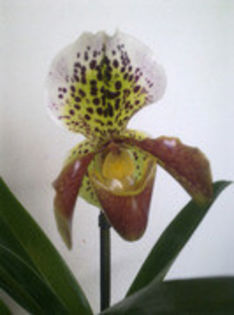 39668584_SHMXCRDEA - Paphiopedilum