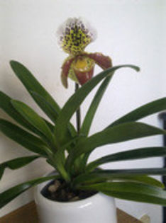 39668589_RAIIUILGV - Paphiopedilum