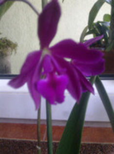 40192961_FVTCFOIFE - cattleya