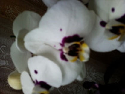 21473792_OQEVFOXLD - phala