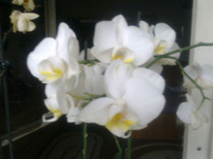 39668430_EOLPVNKMS - phala