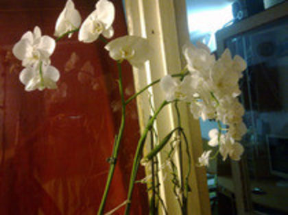 39668499_EKQVVQDKX - phala