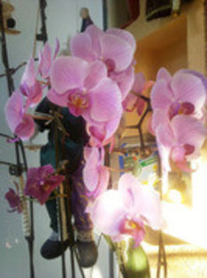 46031331_NETPMDEOB - phala