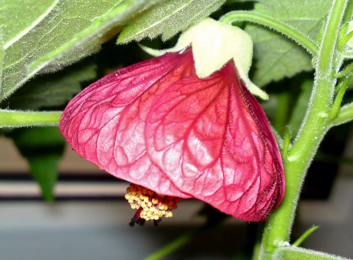 Abutilon din seminte