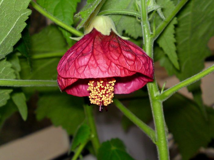 Culoare rosu zmeuriu - Plante diverse