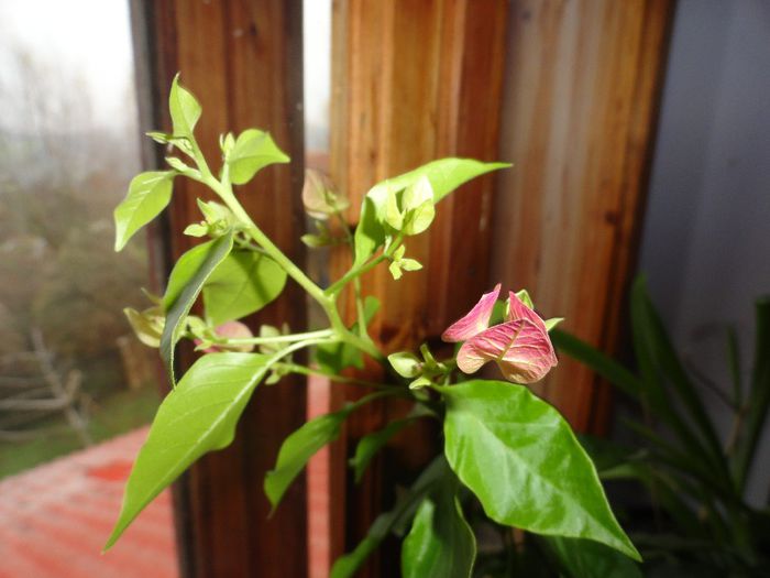 DSC08362 - 1-Bougainvillea 2013