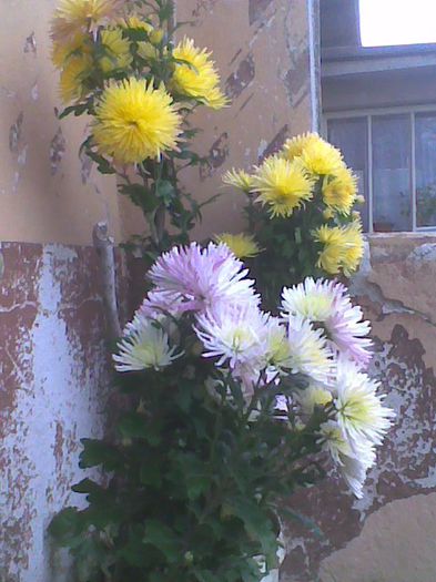 Imag1376 - Crizanteme fideluta 2013