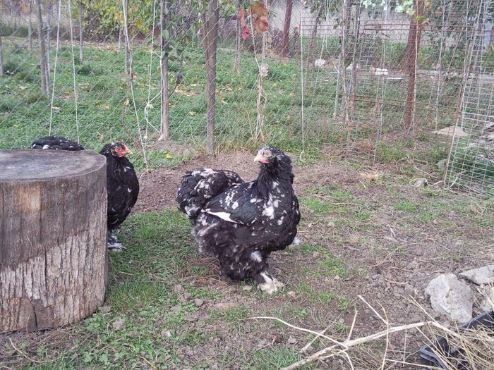 Fotografie0875; gaini cochinchina bobat provenienta ciupuliga cosmin
