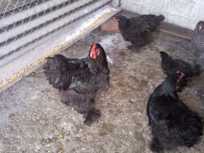 Fotografie0834; cochinchina negru provenienta ciupuliga

