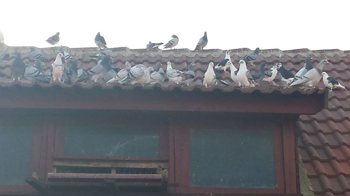 20131110_113657 - Prima zi de zbor 2013