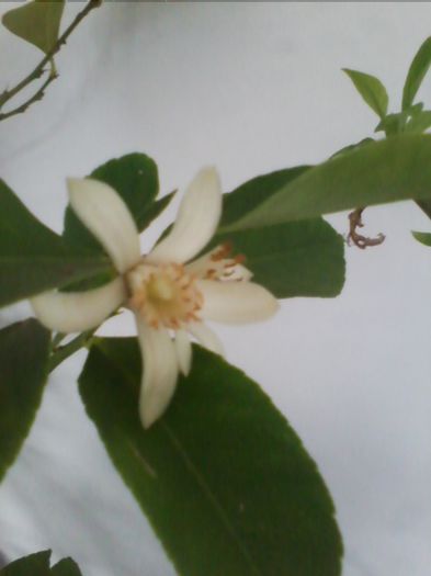 flore de lamai