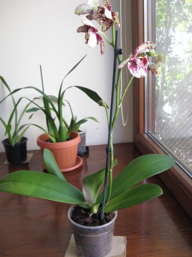 Vanduta.Phalaenopsis cu petale smecheroase 5flori mari si boboci,  25 lei - Orhidee de vanzare