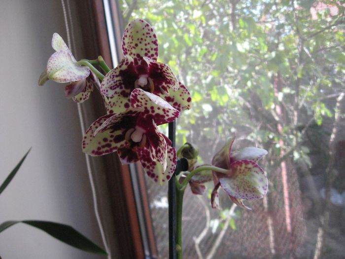 Aceeasi Phalaenopsis cu petale  smechere - Orhidee de vanzare
