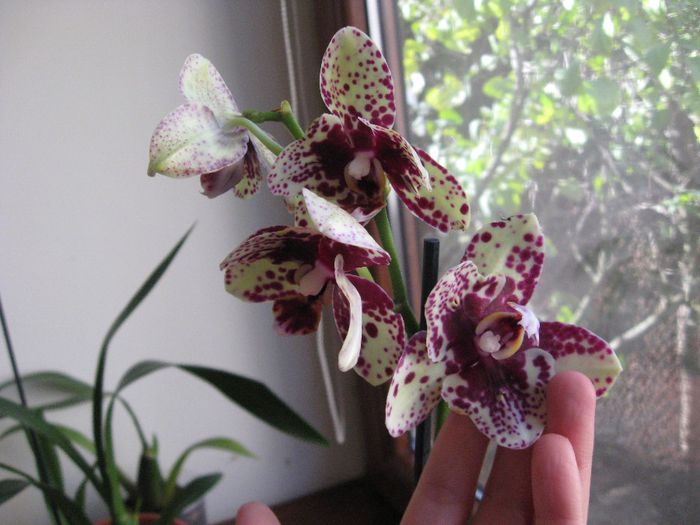 Aceeasi Phalaenopsis cu petale smechere - Orhidee de vanzare