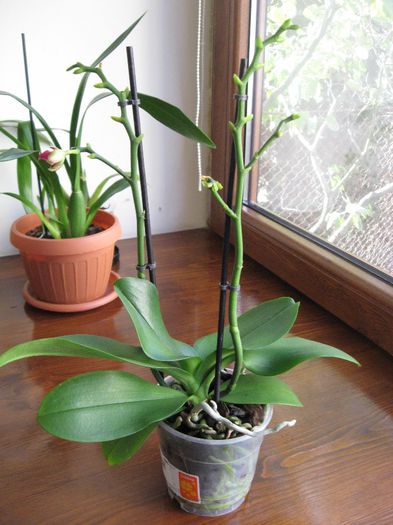 Vanduta.Phalaenopsis  petale interesante,pret :20 lei - Orhidee de vanzare
